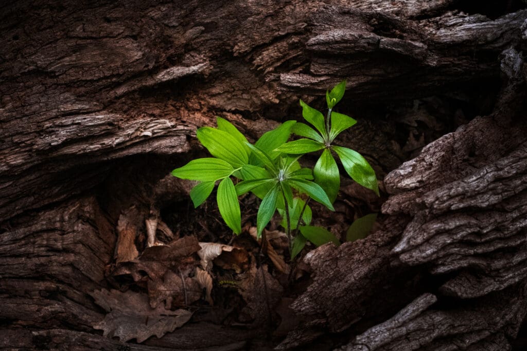 log and green plant