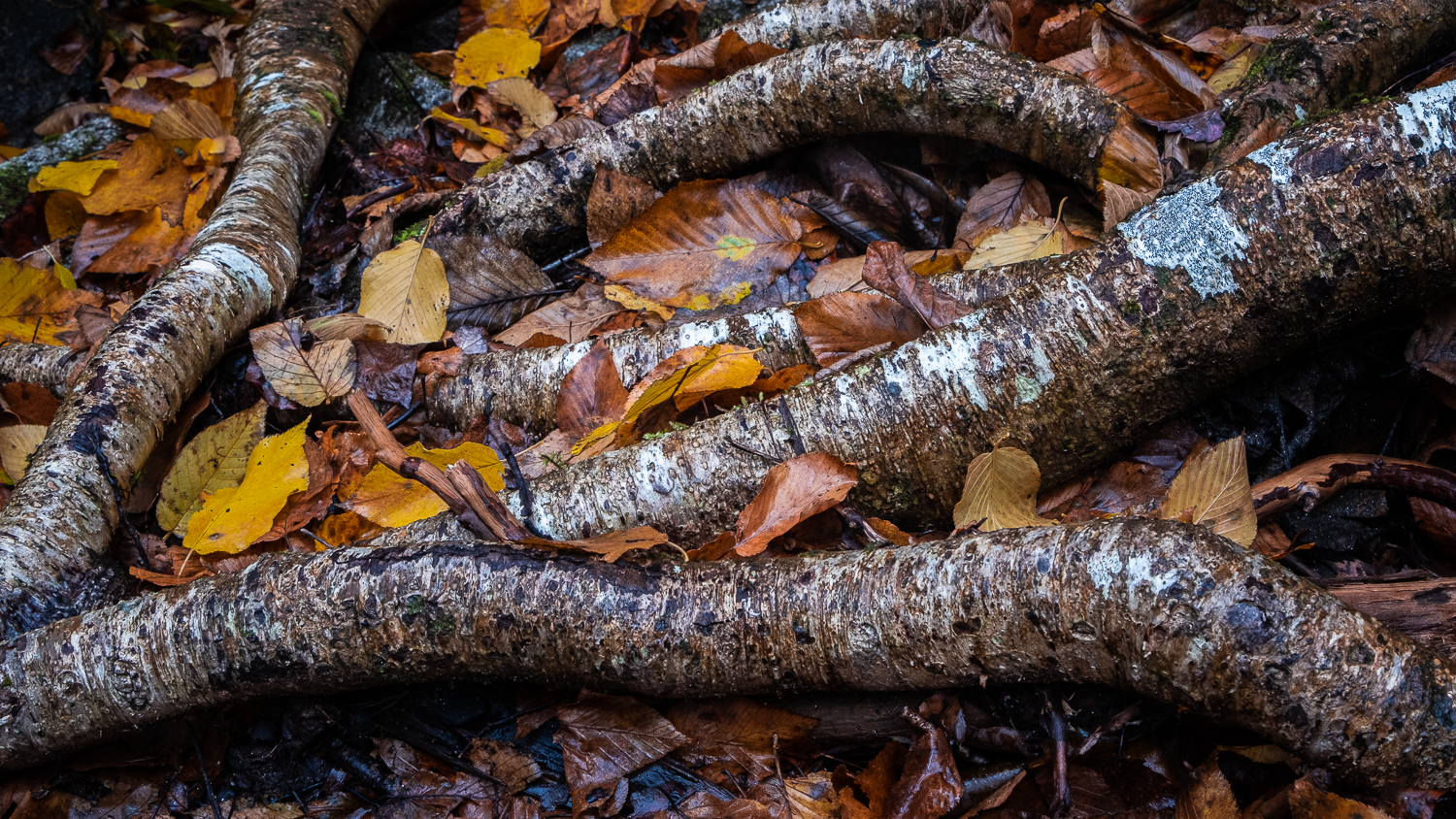 Tree Roots & Autumn Leaves